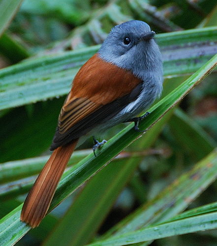 Mascarene paradise flycatcher